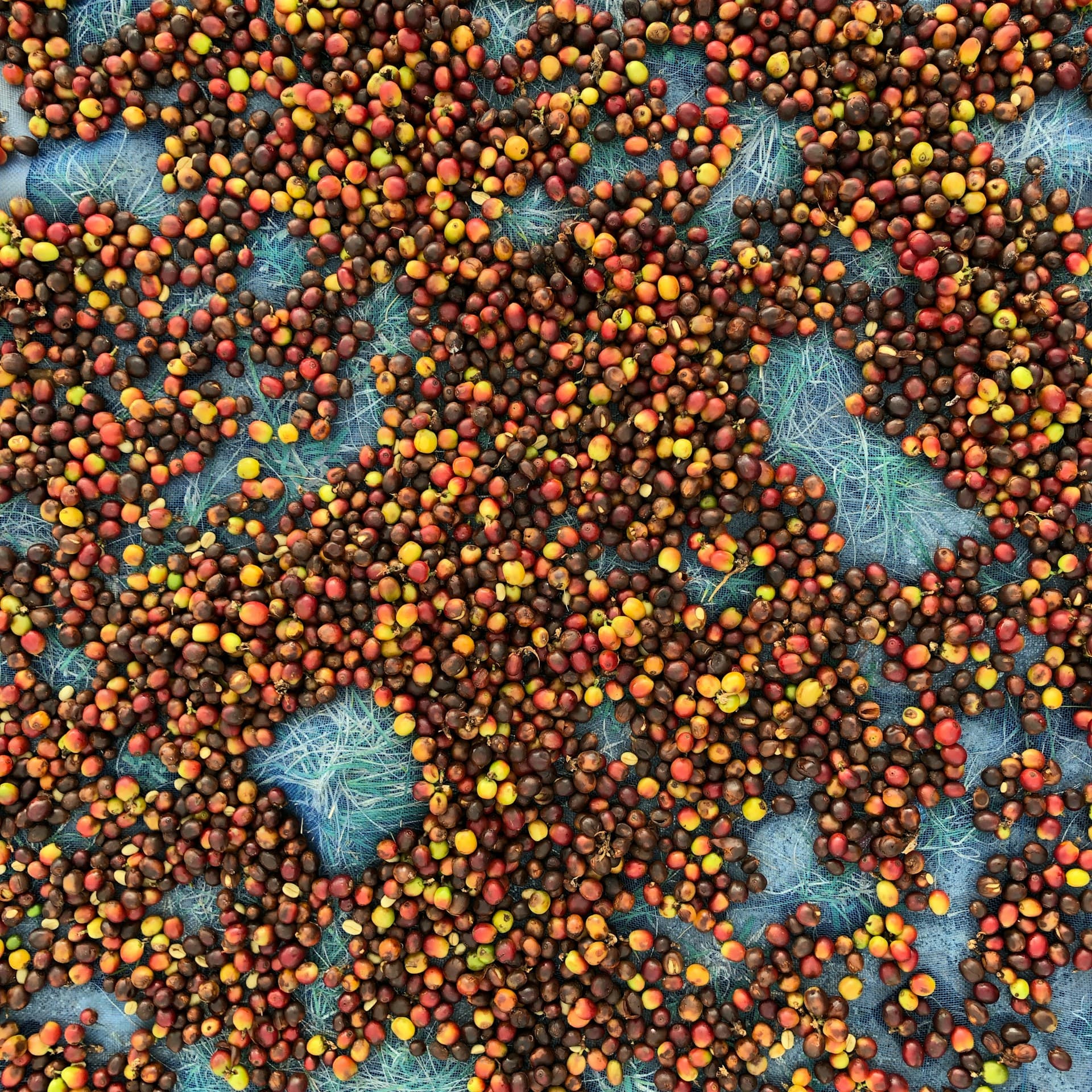 Cerezas de café secándose extendidas sobre una malla