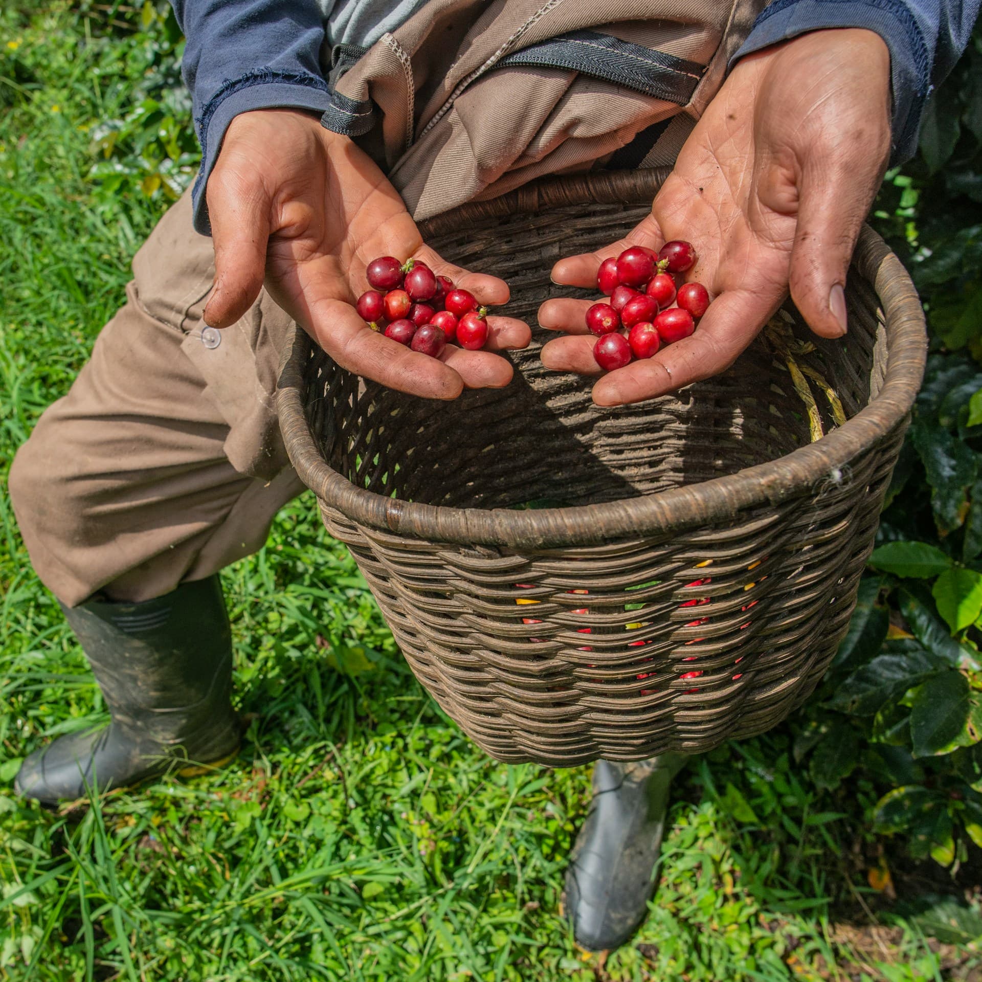 Las manos de un recolector mostrando cerezas rojas sobre su canasto