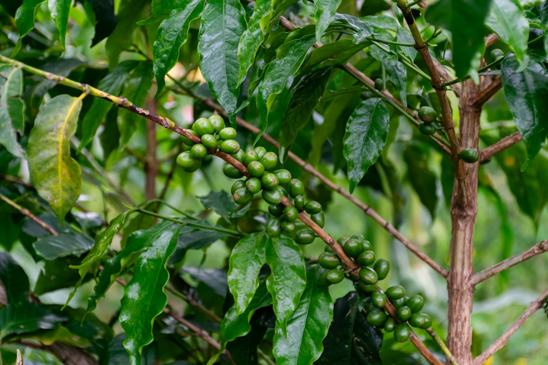 Una rama de cafeto con los granos todavía verdes